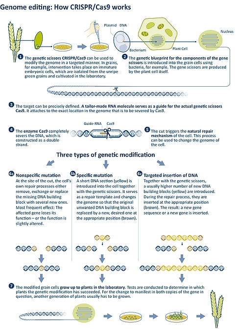 Figure 3: Operation principle of the CRISPR/Cas9 genetic scissors: This genome editing method can be used to precisely target and sever specific sites in the genome. The repair process triggered thereby can be used to create genetic changes (mutations) or to insert entire genes. | Source: JKI/IPK | Illustration: Emde Grafik
