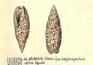 More 'Konchylien: Molluskenschalen als Sammlungs- und Forschungsobjekte'