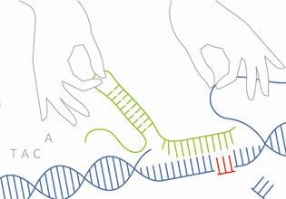 Mehr zu 'Genome Editing in Germany and Korea'