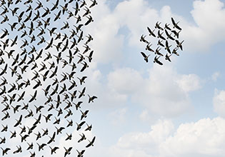 More 'Nature Inspired Physics: Why Do We Flock Together?'