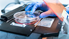 Standards and practices of embryo research