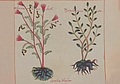 Libellus de medicinalibus Indorum herbis (1552), Plate 35. Source: Emily Walcott Emmart, The Badianus Manuscript (Codex Barberini Latin 241): An Aztec Herbal of 1552 (Baltimore: Johns Hopkins University Press, 1940).