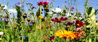 meadow with a lot of colorful flowers