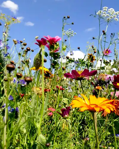 meadow with a lot of colorful flowers