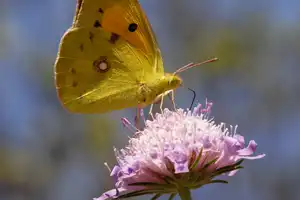Colias crocea, Postillon, Wandergelbling, Wander-Gelbling - Colias crocea, Dark Clouded Yellow, Common Clouded Yellow, The Clouded Yellow