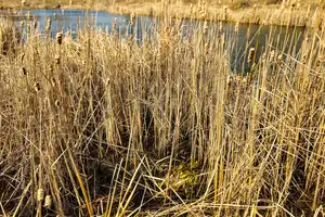 wetland area with tall, dry grasses and cattails. essential habitats for various wildlife and birds. environmental protection background.