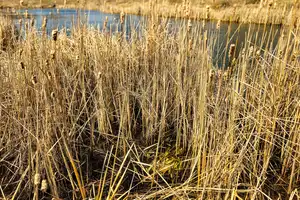 wetland area with tall, dry grasses and cattails. essential habitats for various wildlife and birds. environmental protection background.
