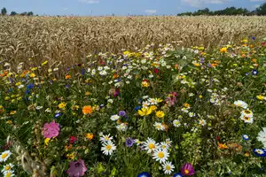 Landwirte sind auch Landschaftspfleger - bunter Blühstreifen mit vielen Wildblumen  am Rande eines Weizenfeldes.