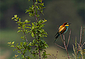Bild: Bienenfresser (Merops apiaster) im Landschaftsschutzgebiet Kahlenberg, Autor: Wonsy1977, Lizenz: Creative Commons Attribution-Share Alike 4.0 International