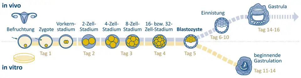 Leopoldina: Wissenschaftliche Erkenntnisse und medizinischer Nutzen der  Embryonenforschung