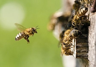 Lars Chittka spricht über Instinkte und Intelligenz von Bienen