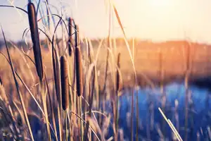 Autumn landscape with plant of cattail on the bank of the pond