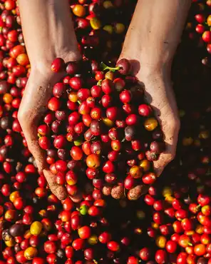 hand holding dried berries coffee beans