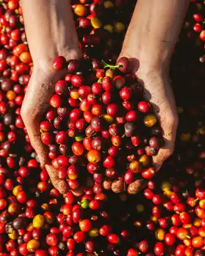 hand holding dried berries coffee beans