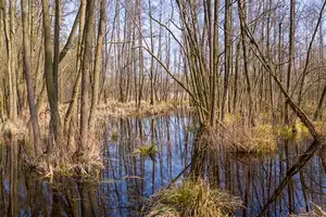 Swamp with alder trees in Springtime. A swamp is a wetland that is forested, covered by aquatic vegetation