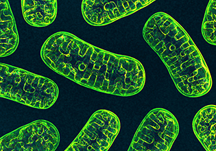 Nikolaus Pfanner hält Vortrag zu Aufbau und Funktionen von Mitochondrien