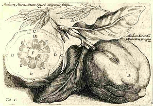 Paolo Boccone und die Academia Naturae Curiosorum (1696)