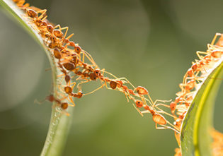 Kommunikation, Kooperation und Konflikt in Ameisengesellschaften