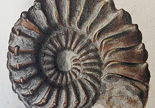 More 'Fossilien als Sammlungs- und Forschungsobjekte'