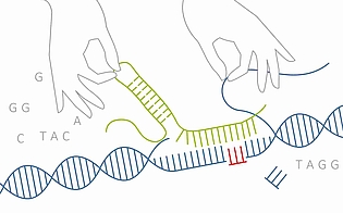 Chancen und Grenzen der Genomchirurgie