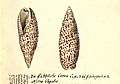 Meeresschnecke Mitra Papalis, Blatt aus der Sammlung der Leopoldina (Ausschnitt)