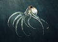 Foto: deep sea octopus © digitalbalance - Fotolia.com