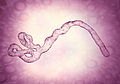 Ebola virus. Image: Fotolia - © Giovanni Cancemi