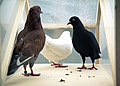 Foto: © Revital Cohen & Tuur Van Balen: “Pigeon d’Or“, 2011. Tauben, die Seife ausscheiden, HD-Video und BioBrick