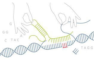 Genome Editing an humanen Zellen