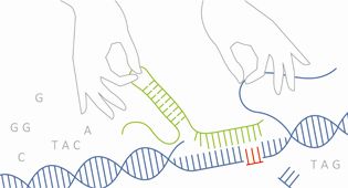 Genomchirurgie: Genome Editing mit CRISPR/Cas9
